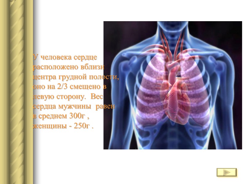 У человека сердце  расположено вблизи  центра грудной полости,  оно на 2/3